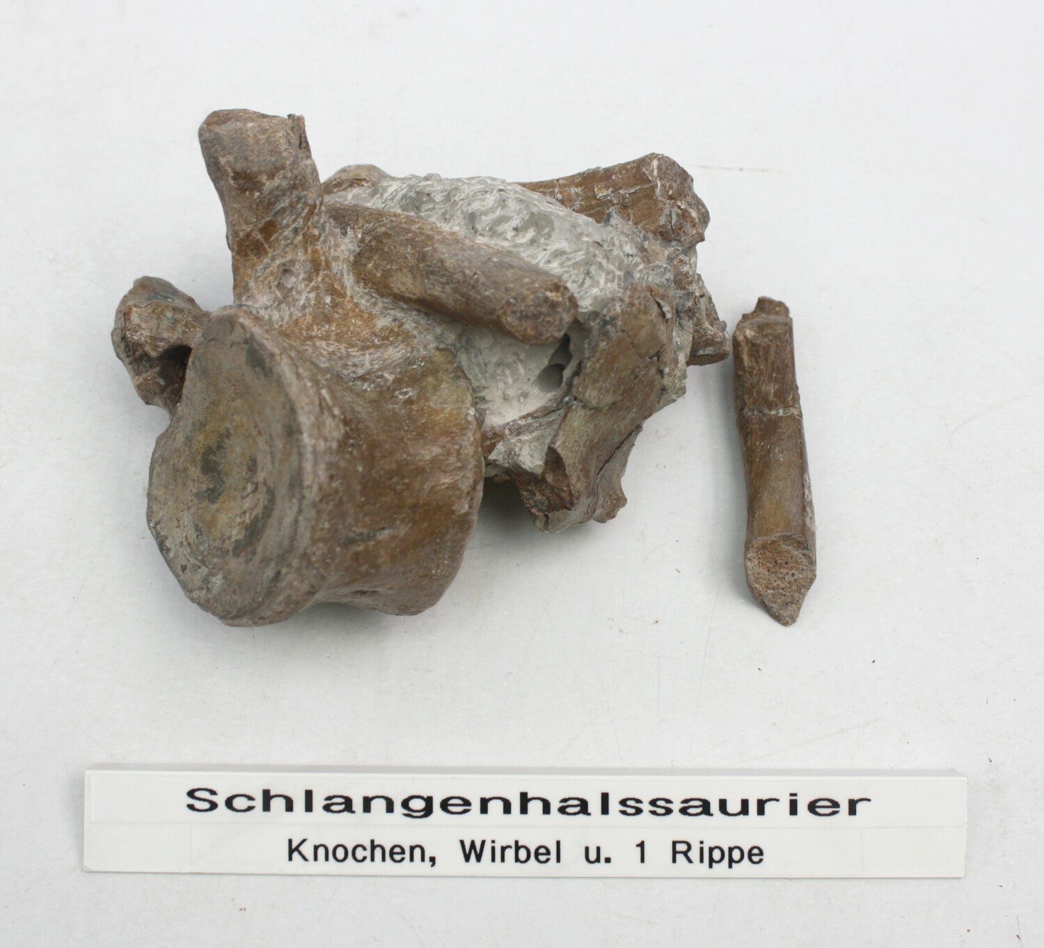 Fossil, Knochen und Halswirbel (Brancasaurus brancai Wegner) (Drilandmuseum CC BY-NC-SA)