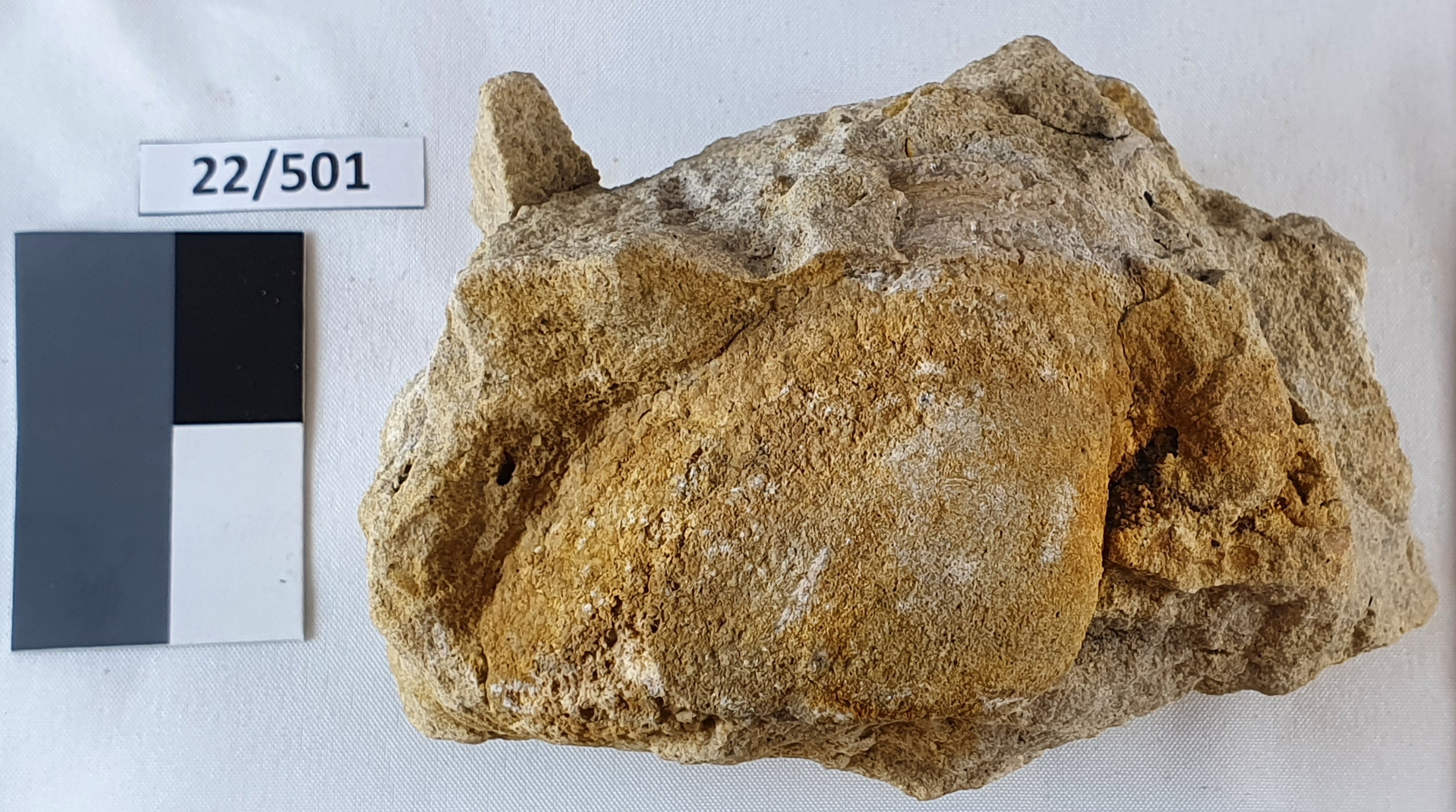 Gesteinsprobe, fossilführend: Muschel (Museum der Stadt Lünen CC BY-NC-SA)