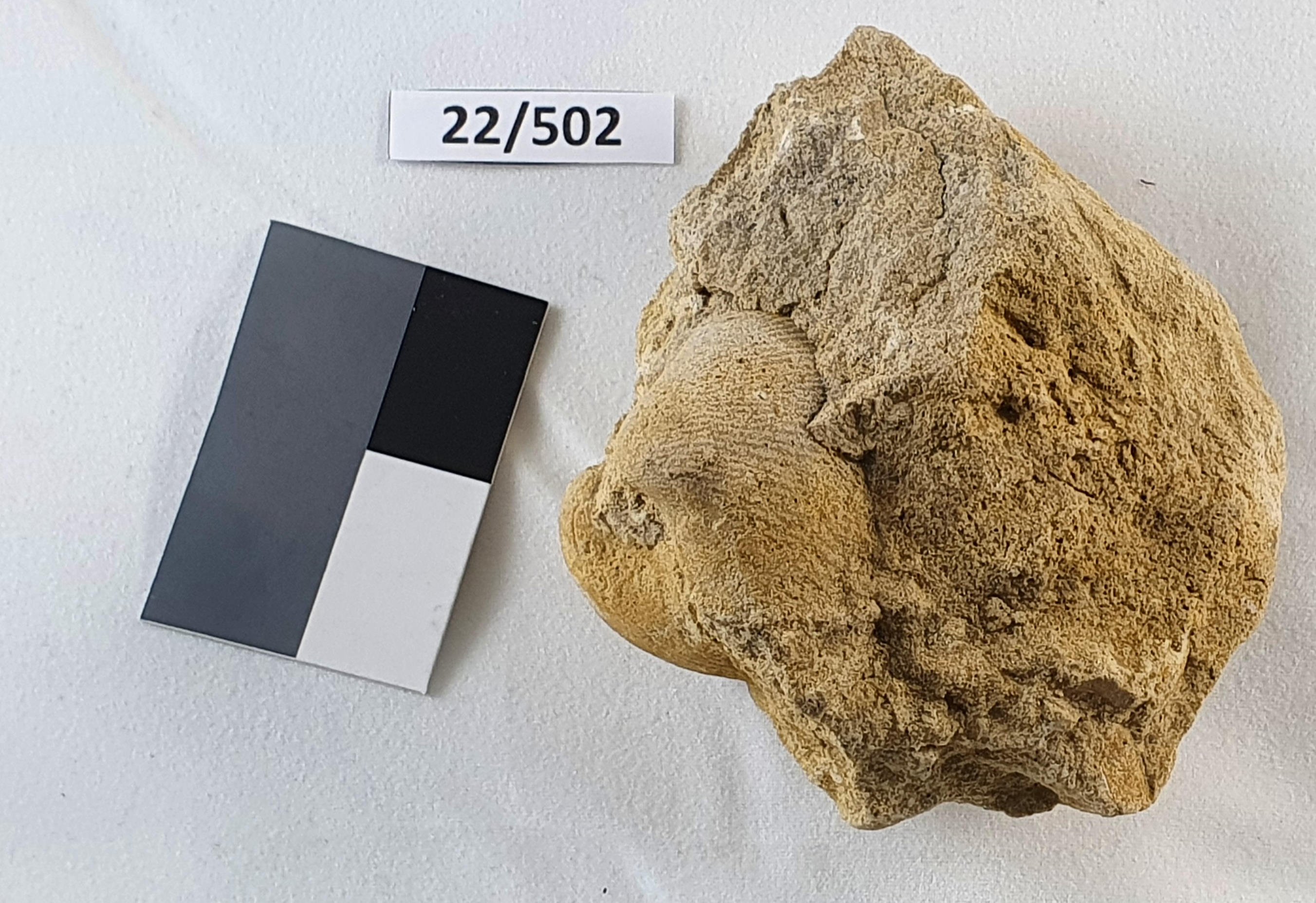 Gesteinsprobe, fossilführend: Muschel (Museum der Stadt Lünen CC BY-NC-SA)