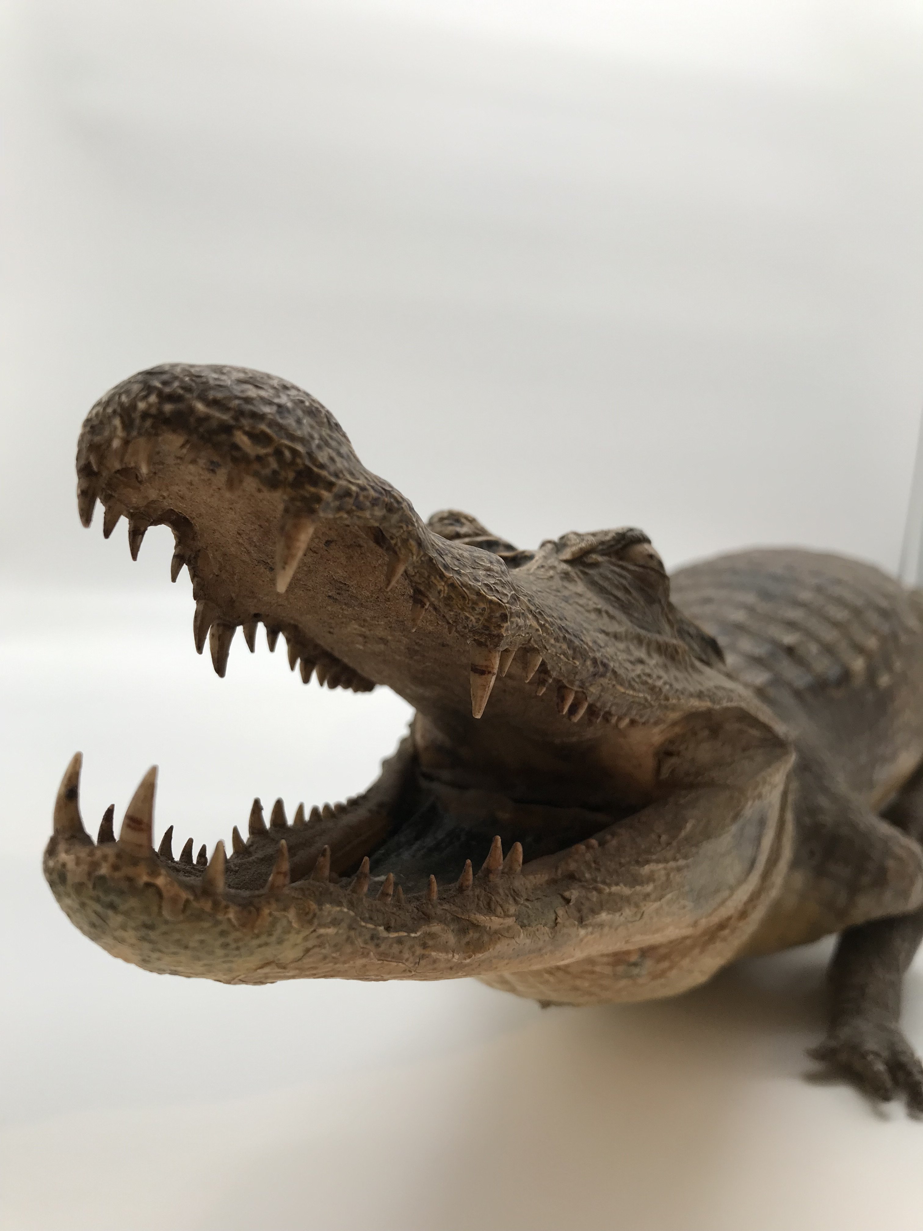 Ausgestopftes Krokodil (Museum für Stadt- und Kulturgeschichte Menden CC BY-NC-SA)